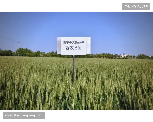 提升小麦国家队表现的策略与方法解析打造全方位竞技优势
